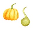 Set with watercolor pumpkins. Yellow round pumpkin and green long pumpkin. Autumn harvest, healthy eating, vegetarian food. Autumn