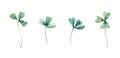 Set of watercolor realistic clover leaves isolated on white background. Trefoil botanical clip art.