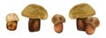 set Watercolor realistic mushroom lurid bolete. illustration Suillellus luridus. Boletus luridus