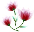 Set watercolor red flowers tulips on isolated a white background. Close-up. Flowers on the green stem. Royalty Free Stock Photo