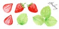 Set of Watercolor ripe strawberry, leaves. Bright summer berries for Birthday postcard, Greeting card, Background. Dessert Royalty Free Stock Photo