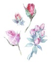 Set of watercolor rose buds