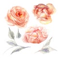 Set of watercolor roses hand drawn illustration