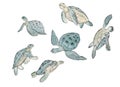 Set watercolor sea turtle on white background.Summer exotic print