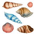 Set of watercolor seashells