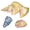 Set of watercolor seashells. Seashells, shells, corals, stones