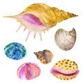 Set of watercolor seashells. Seashells, shells, corals, stones