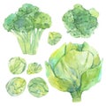 Set of watercolor sketch with fresh green vegetables Royalty Free Stock Photo