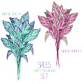 A set with the watercolor spices: bundles of the green and purple basil.