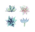 Set of watercolor succulent. Isolated. Royalty Free Stock Photo