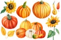 Set of watercolor sunflowers and pumpkins isolated on white background, botanical illustrations, autumn compositions Royalty Free Stock Photo