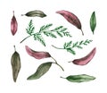 Set of watercolor thuja branches with colorful leaves. Hand drawn illustration is isolated on white