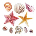 Set of Watercolor topical shell, starfish and pebble isolated