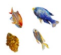 Set of watercolor tropic fish and a coral isolated on white background. Orangetail damsel fish, redstripe basselet and Royalty Free Stock Photo