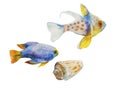 Set of watercolor tropic fish and a shell isolated on white background. Yellowtail damsel fish and goldfish as hand