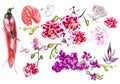 Set with watercolor tropicaal flowers. Orchids, plumeria  and tropical bird. Royalty Free Stock Photo