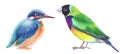 Set of watercolor tropical birds on white. kingfisher and amadine bird hand painted illustration