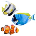 Set with watercolor tropical fish Royalty Free Stock Photo