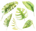 Set of watercolor tropical green plants and leaves, hand painted isolated illustration Royalty Free Stock Photo