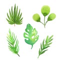 Set of watercolor tropical plants leaves. Hand painted illustration isolated on white. Monstera leaf Royalty Free Stock Photo