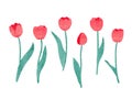 Set of watercolor tulip. Vector illustration