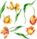 Set of watercolor tulips Royalty Free Stock Photo