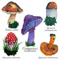 Set Of Watercolor Vintage Mushrooms. Hand-drawn Illustration Isolated On White