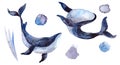 Set of a watercolor whale, hand-painted illustration isolated on a white background.