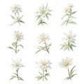 Set of watercolor white Edelweiss flower on white background. Hand drawn illustration. Royalty Free Stock Photo