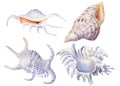Set of watercolor white seashells isolated background.