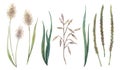 Set of watercolor wild grass, herbs from sunny meadow