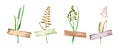 Set of watercolor wild herbs under decorative ribbon strip.