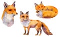 Set of watercolor woodland foxes, portrait fox, sleeping fox, Natural illustration isolated Royalty Free Stock Photo