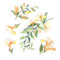 Set of watercolor yellow Lonicera flowers on white background. F