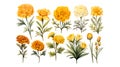 set of watercolor yellow marigold on white background Royalty Free Stock Photo