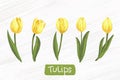 set of watercolor yellow tulips vector hand drawing Royalty Free Stock Photo