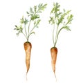 Set of watercolor young carrots with tops. Hand painted food isolated on a white background. Floral illustration for