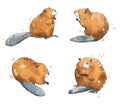 Set of watercolour beavers, hand painted illustration