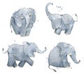 Set of watercolour elephants, hand painted illustration