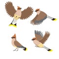 Set of waxwings isolated on a white background. Vector graphics Royalty Free Stock Photo