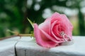 Set of wedding rings in rose taken closeup with water drops Royalty Free Stock Photo