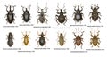 Set of Weevil Beetles of Europe