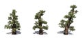 Set of Western Juniper trees with shadow on the floor Royalty Free Stock Photo