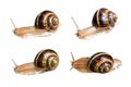 Set of wet live snails cutout on white