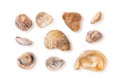 Set of wethered sea shell fragments isolated on a white background. Broken oyster shells made smooth by sea water and sand. Old