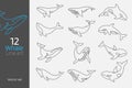 Set of whale continuous line art vector illustration