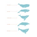 Set of whale species icons. illustration on white Royalty Free Stock Photo