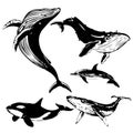 Set of whale species. Vector illustration black and white drawings of oceanic mammals Royalty Free Stock Photo