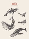 Set whales drawn vector illustration sketch Royalty Free Stock Photo