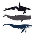 Set of Whales in Simple Realistic Style. Vector.